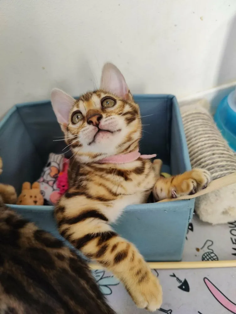 bengal (3)