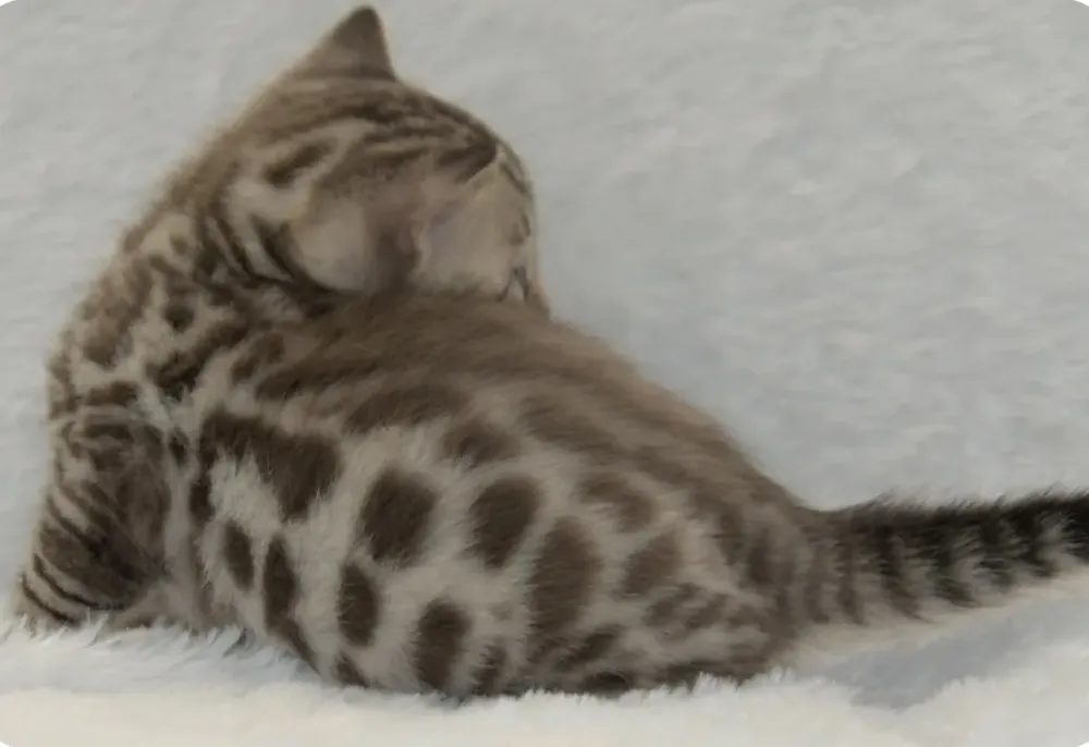 Chatons Bengal sociabilisés près de Brest
