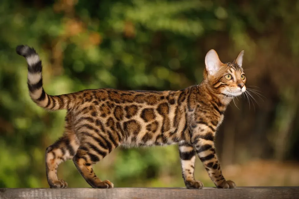 Élevage familial Bengal près de Brest