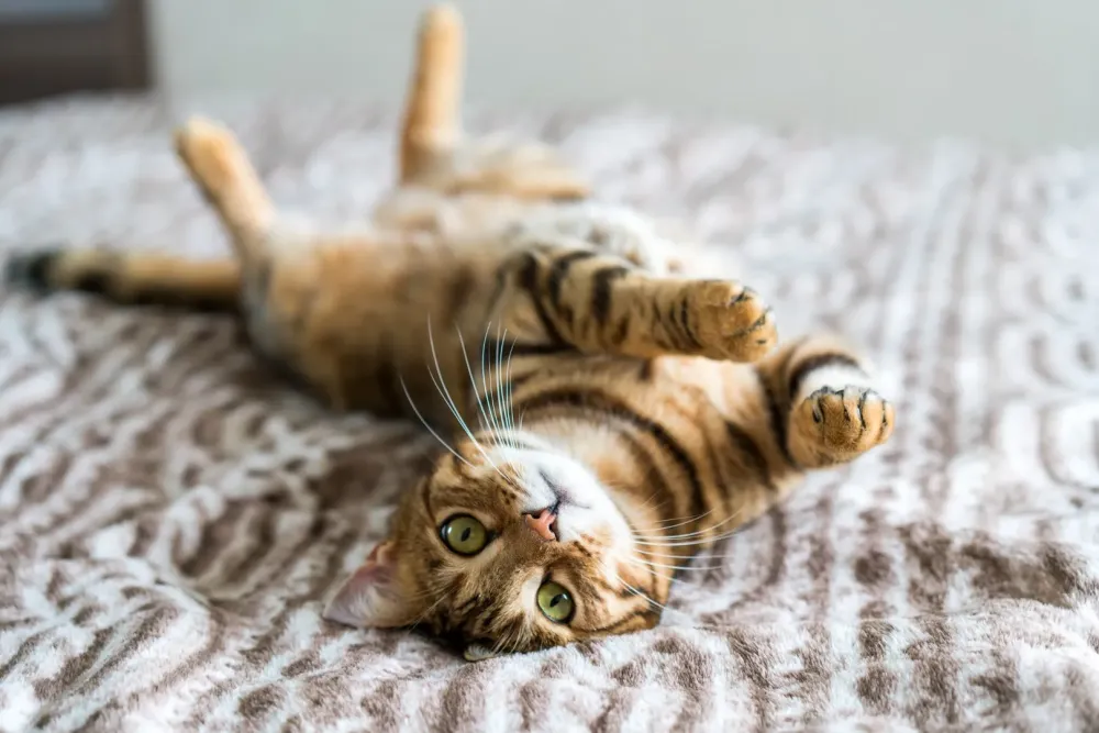 Chat Bengal à adopter près de Brest