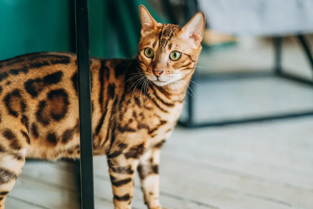 Élevage chats Bengal près de Brest